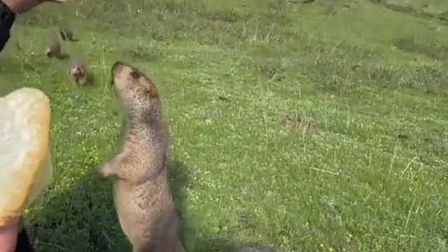 As soon as there was food, one by one came running