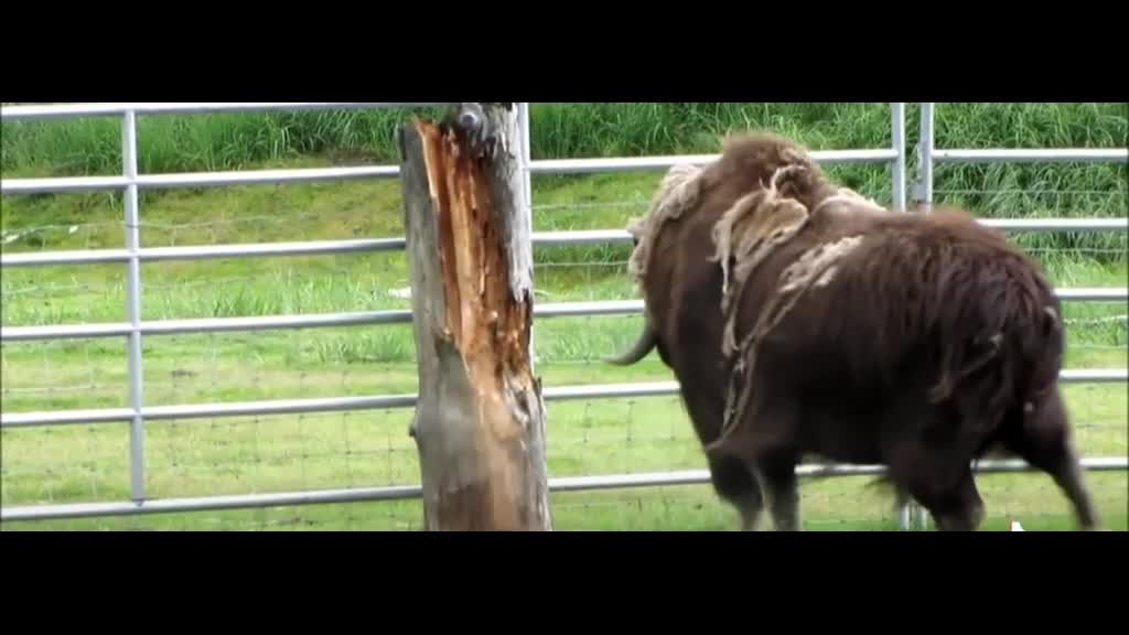 A cow is bumping against a log