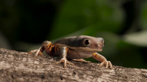 Frog breathing at nature