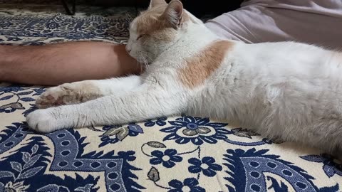 The cat is lying with its head on the arm