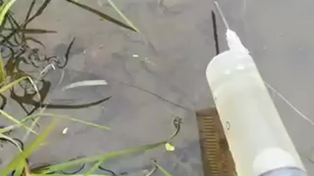 New primitive technology to trap fish🎣🐟