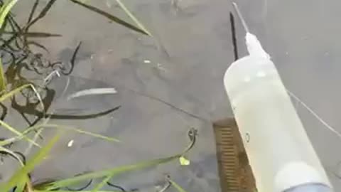 New primitive technology to trap fish🎣🐟
