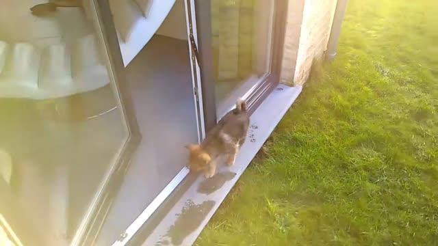 Pomsky puppy from 7 weeks to 7 months - Boy the cute pomsky
