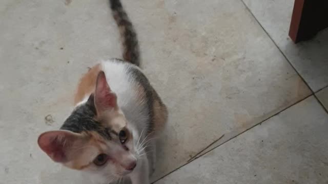 Mischievous kitten