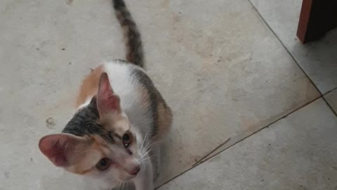 Mischievous kitten