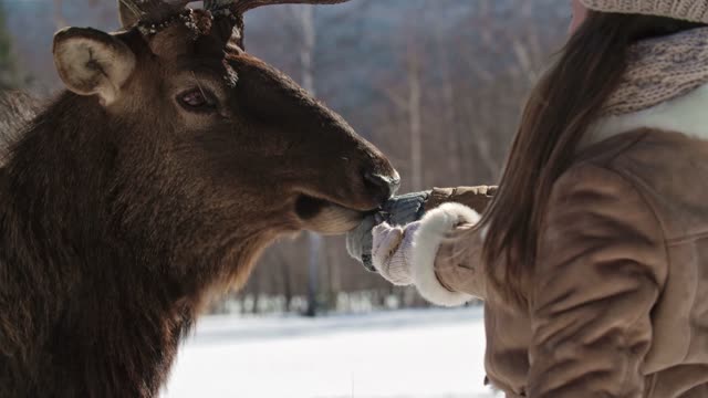 Moose is very sweet Animal he likes human hands