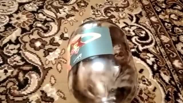 Cat in the bottle
