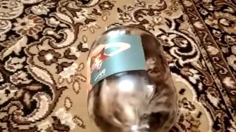 Cat in the bottle