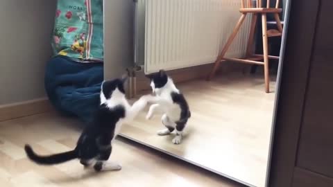 Funny cat with a mirror