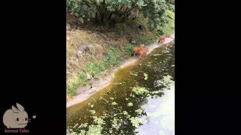 The Dhole or The Indian wild dogs 9