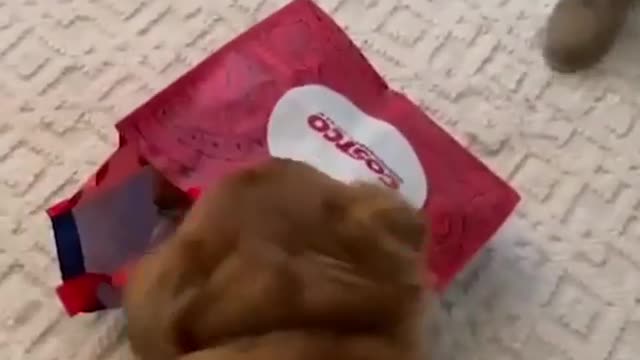 Dog is happy to gain a friend