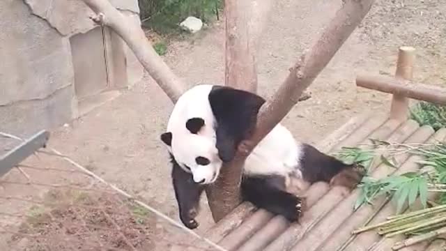 A sleeping panda