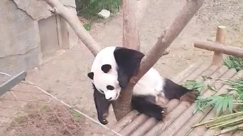 A sleeping panda