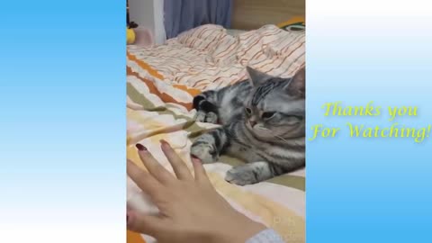 Cutest Pets and Funny Animals Compilation