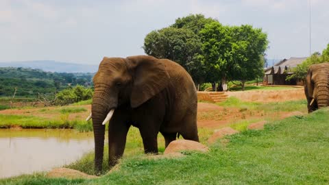 Elephants And Their Habitat