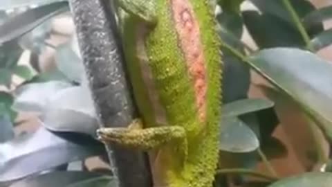 This is how chameleon give birth.....🧐🧐🧐
