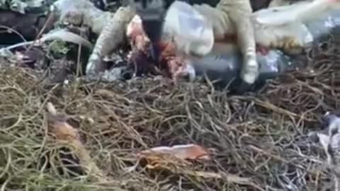 a family of eagles feeding their children