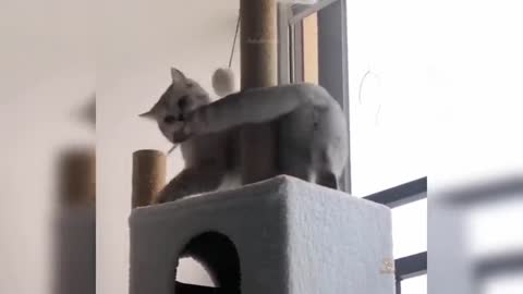 Ha ha ha funny video of cat