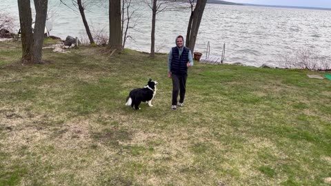 Border Collie Amateur Agility