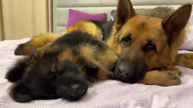 German Shepherd and Puppy falling asleep together for the First Time