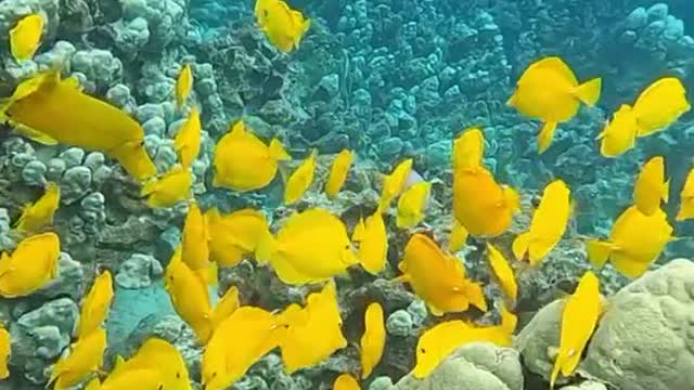 underwater#oceanlover#swimwithus