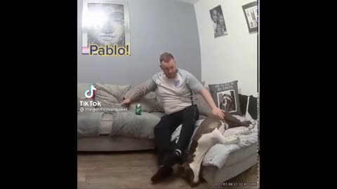 Unexpected!! Dog Videos, Funny dog Videos !!!!