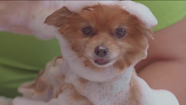 Bathing a small and calm dog