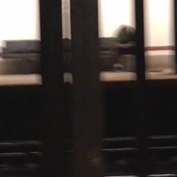 Man on phone has ferret in a leash