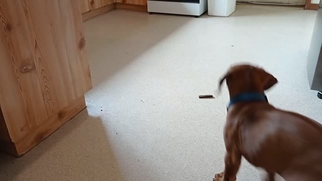 Hilarious Hunting Of A Treat By A Gorgeous Ridgeback Puppy