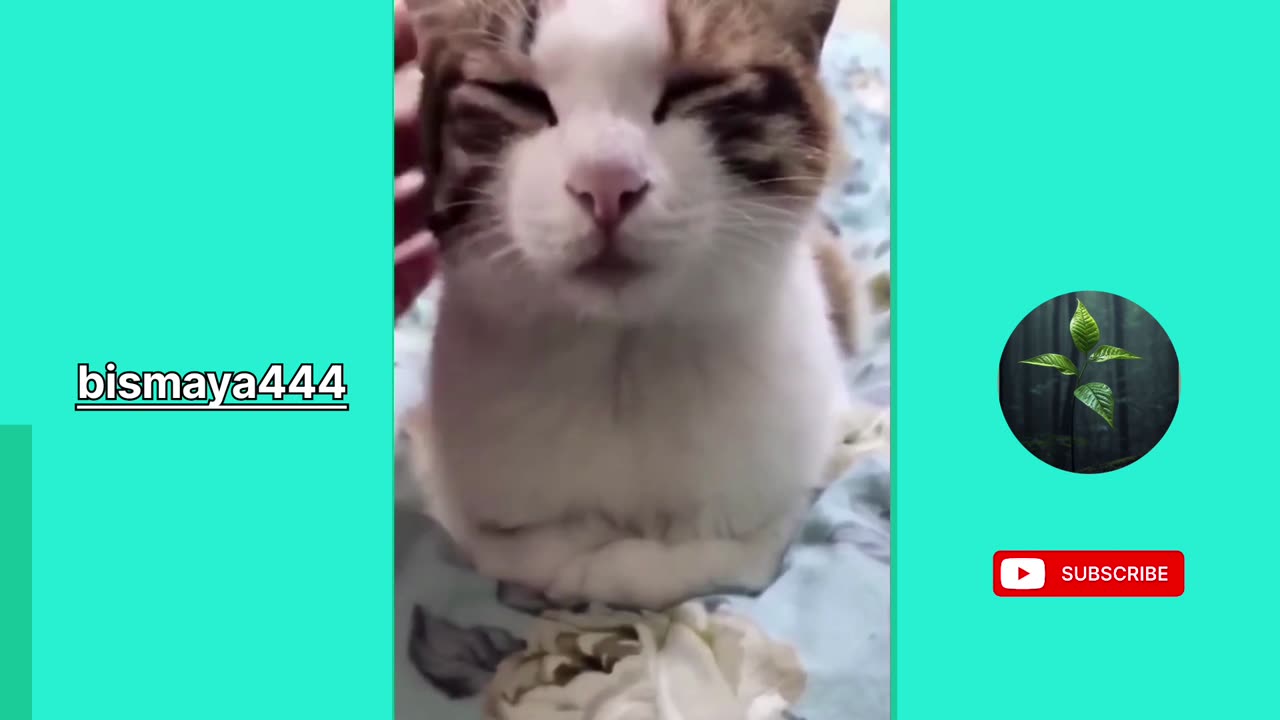 Funny Viral animal video 😂😂 2023