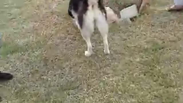 Handsome Husky