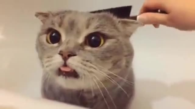 Cute Cats Reaction To Head Massage