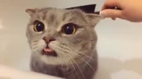 Cute Cats Reaction To Head Massage