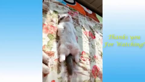 Funniest 🐶 Dogs and 😻 Cats | Funny Animal Videos | Comedy Video Funny Dog Videos| Funny Video