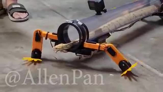 Video of snake in a robot reptile suit