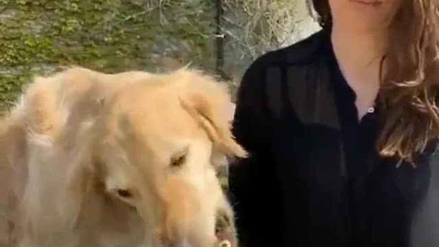 Please be romantic dog