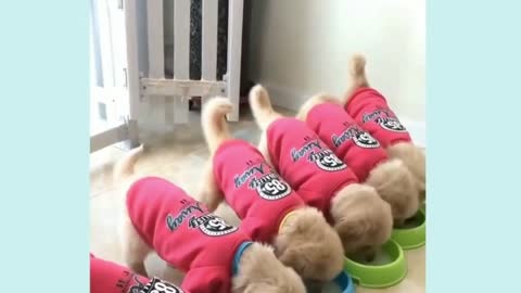 Cute Puppies 😍 Cute Funny and Smart Dogs Compilation_Funny Dogs_Funny Animals_Its haha time