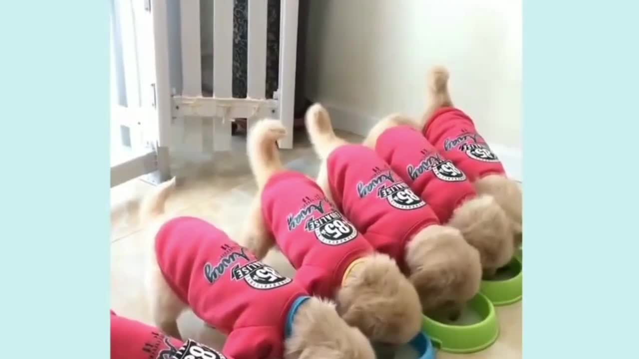 Cute Puppies 😍 Cute Funny and Smart Dogs Compilation_Funny Dogs_Funny Animals_Its haha time