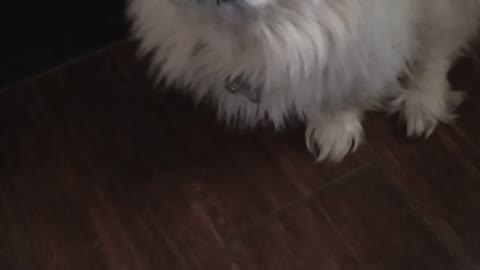 Little dog