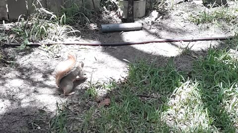 Young Squirrel Isn't Shy