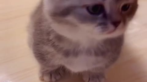 cute kitten