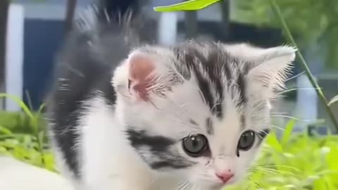 Cute Cat baby 😍