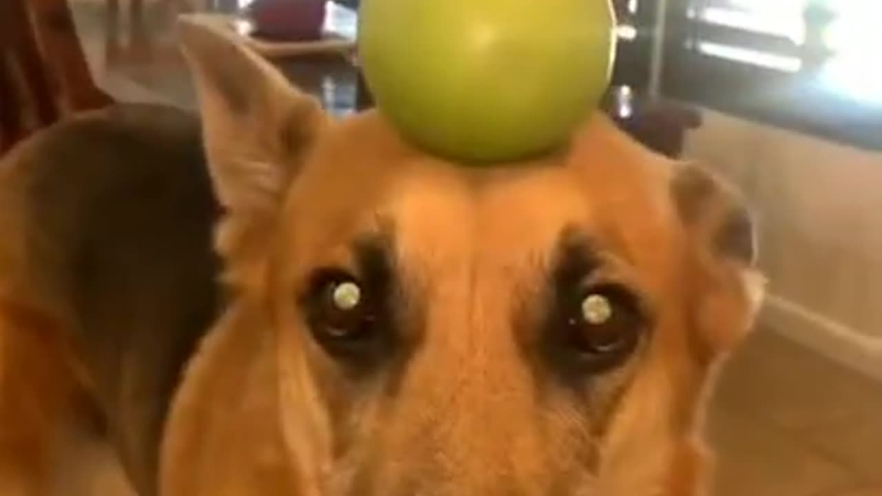 Try not to laugh-- Funny animals--‖ _shorts _funnyvideos