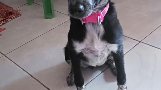 Kiara que biscoito