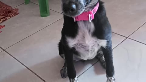 Kiara que biscoito