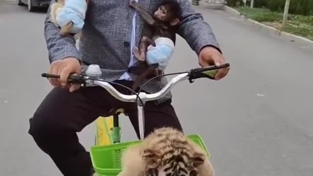 Breeder and small animals riding bicycles