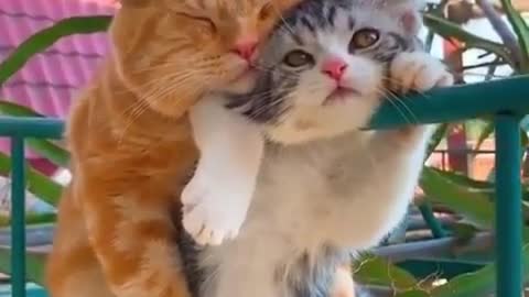 cute cats on the balcony