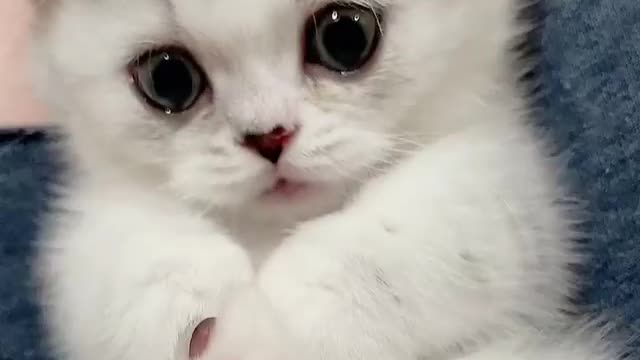 Aww kitten face so cute
