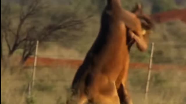 Kangaroo's fight is so amazing 🦘