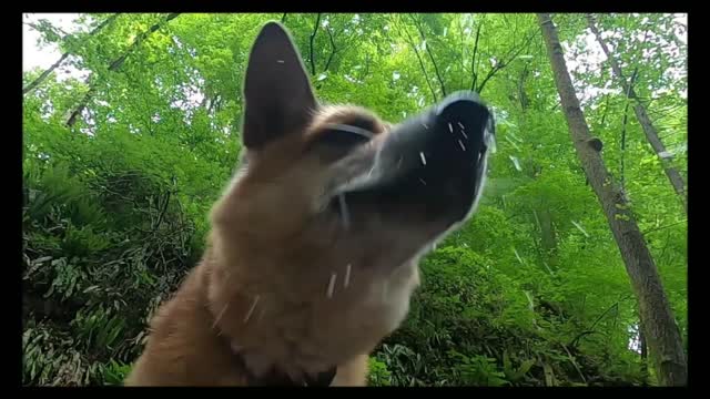 Cute dog playing with water and sand